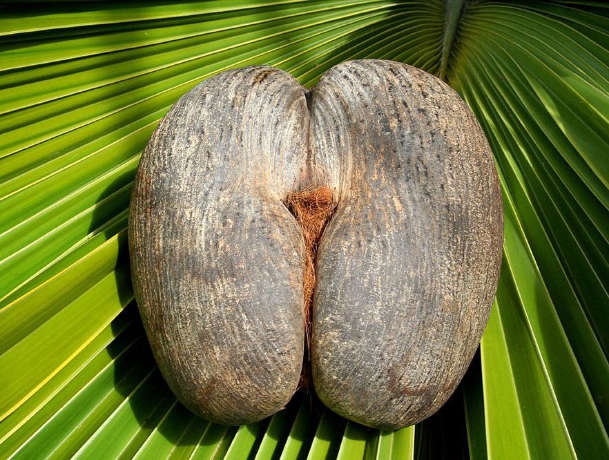 Double Coconut, sea coconut or Coco de mer-Lodoicea maldivica