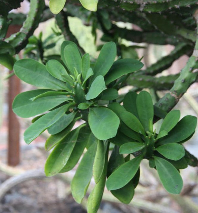 Euphorbia-neriifolia