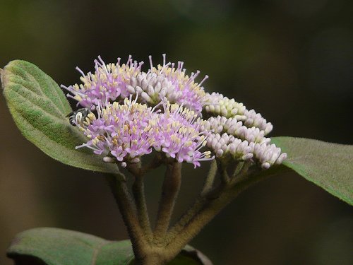 images/medicinal-plants-all/2/CallicarpaMacrophylla.jpg